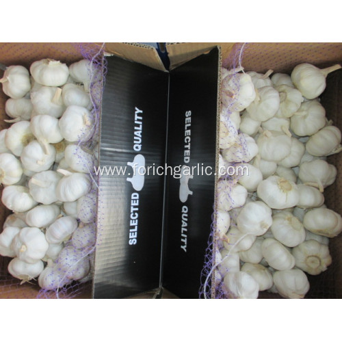 Pure White Garlic 2020 Size 5.5cm